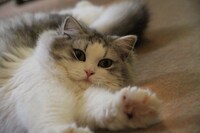 シフォンちゃん（にゃあにゃあず）