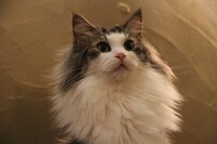 フィガロくん（にゃあにゃあず）