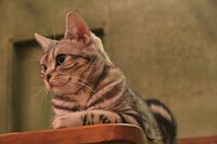 かえでちゃん（にゃあにゃあず）