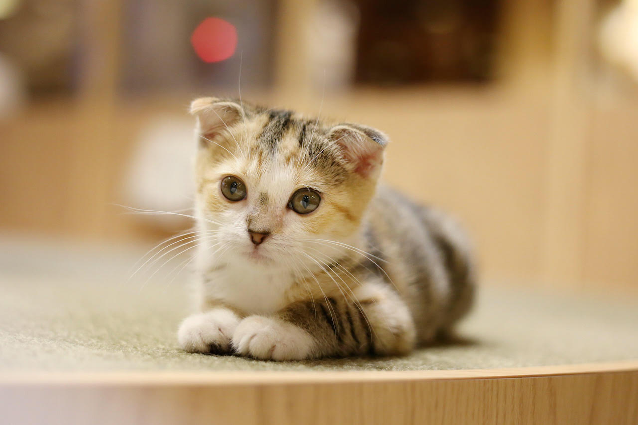 おいもちゃん（にゃあにゃあず）