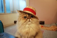 ぽんちくん（にゃあにゃあず）