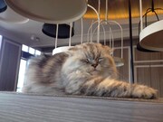 珊瑚ちゃん（にゃあにゃあず）