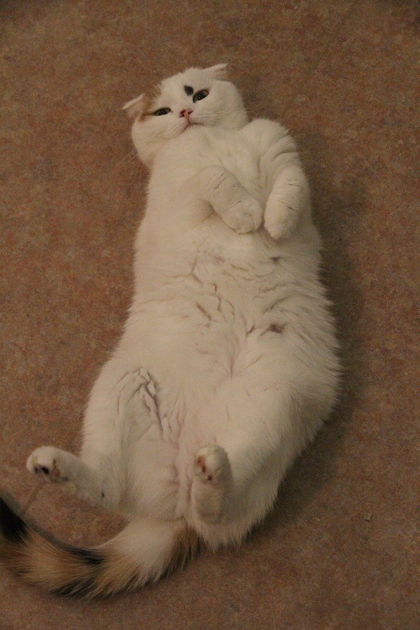 てまりちゃん（にゃあにゃあず）