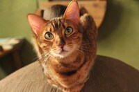 つくしくん（にゃあにゃあず）