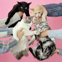 きのこ帝国「猫とアレルギー」ジャケット