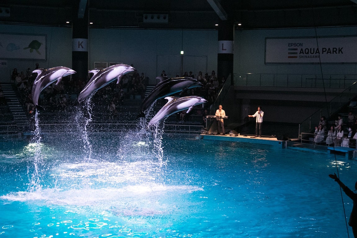 Skoop On Somebody 水族館でイルカとコラボショー 音楽ナタリー Skoop On Somebody 水族館でイルカとコラボショー 音楽ナタリー