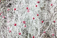 Q;indivi Starring Rin Oikawa「Winter Classics」イメージ