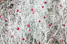 Q;indivi Starring Rin Oikawa「Winter Classics」イメージ