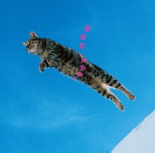 矢野顕子「音楽堂」ジャケット