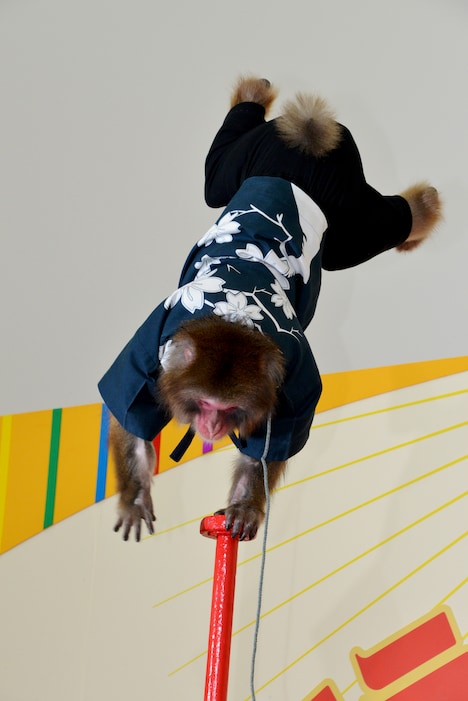 片手で逆立ちを決めるりく。