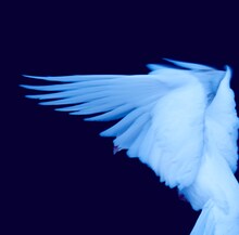 初恋の嵐「セカンド」ジャケット