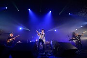 WHITE ASH（写真提供：rockin'on japan）
