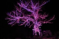 2月14日のライブの様子。