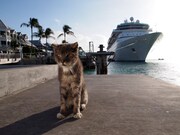 「NHK『岩合光昭の世界ネコ歩き』ORIGINAL SOUNDTRACK」ブックレットより。(c)Iwago Photographic Office