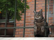 「NHK『岩合光昭の世界ネコ歩き』ORIGINAL SOUNDTRACK」ブックレットより。(c)Iwago Photographic Office