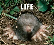 フジファブリック「LIFE」ジャケット