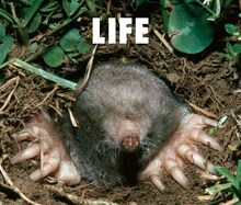 フジファブリック「LIFE」ジャケット