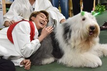 オールドイングリッシュシープドッグのオズとふれあうユーキ。