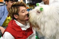 オールドイングリッシュシープドッグのオズとふれあうユーキ。