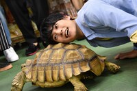 陸ガメとふれあうユースケ。