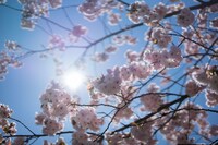 「ARABAKI ROCK FEST.16」会場の様子。（写真提供：ARABAKI PROJECT）