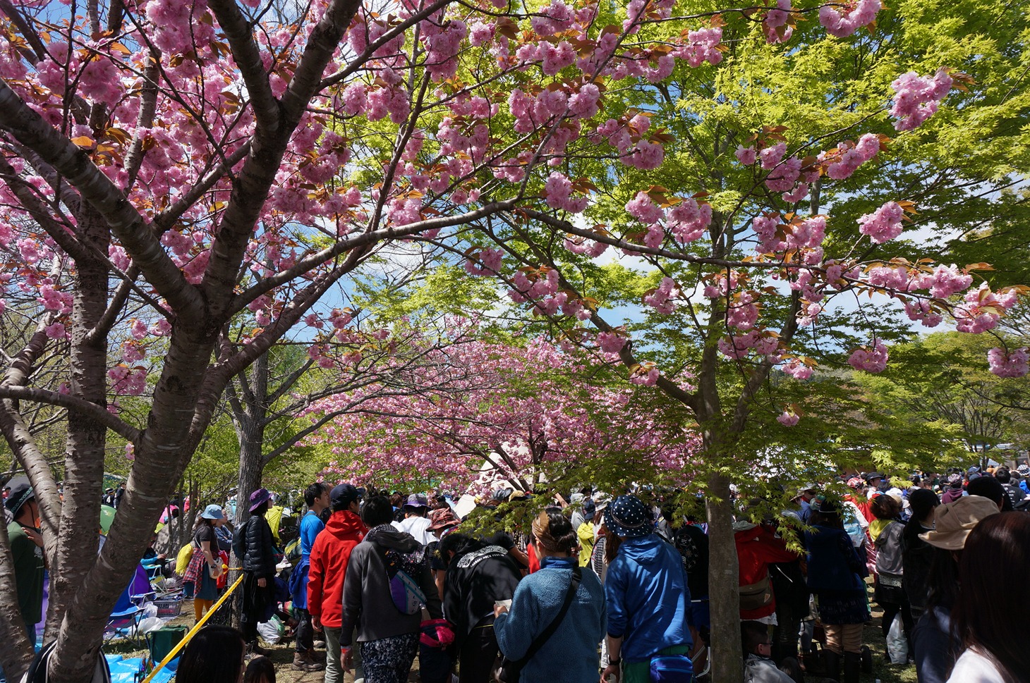 「ARABAKI ROCK FEST.16」会場の様子。