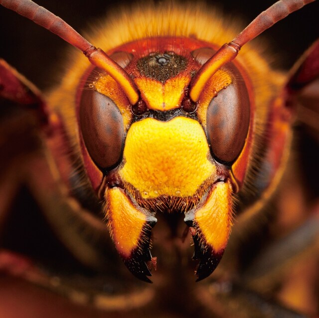 MUCC「ハイデ」初回限定盤ジャケット