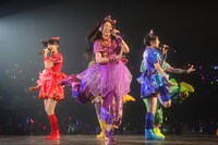 「鯱のぼり」の様子。