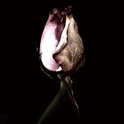 神はサイコロを振らない「anfang」ジャケット