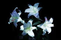 「Hana」ライブストリーミングミュージックビデオのワンシーン。