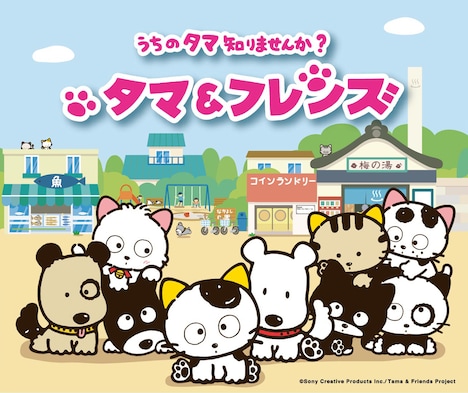 テレビアニメ「タマ＆フレンズ ～うちのタマ知りませんか？～」キービジュアル