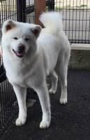 茂子役を演じている、地元のテレビ出演などで知られる秋田犬・夏子。