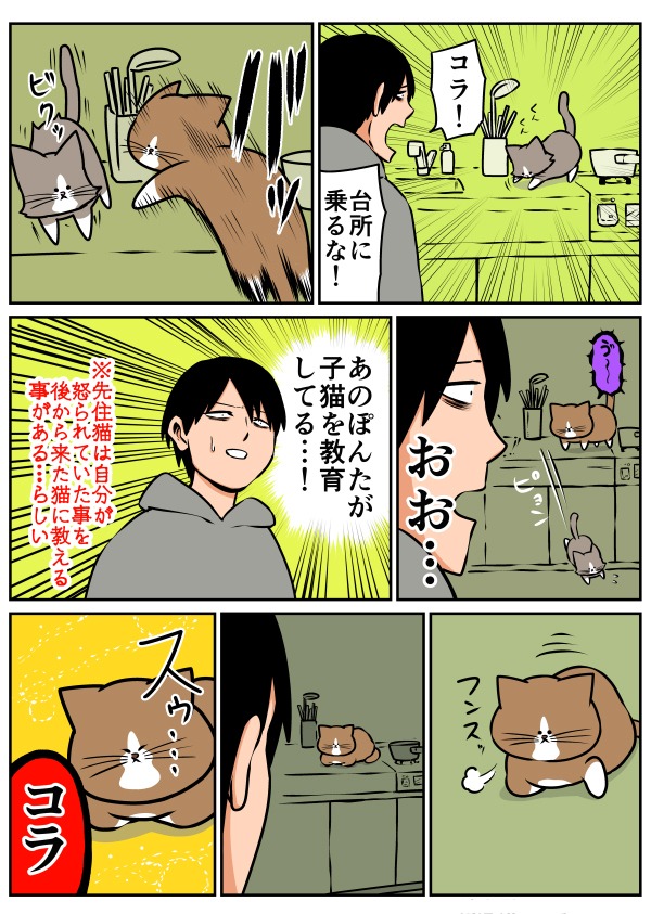 「鴻池剛と猫のぽんた ニャアアアン！2」より