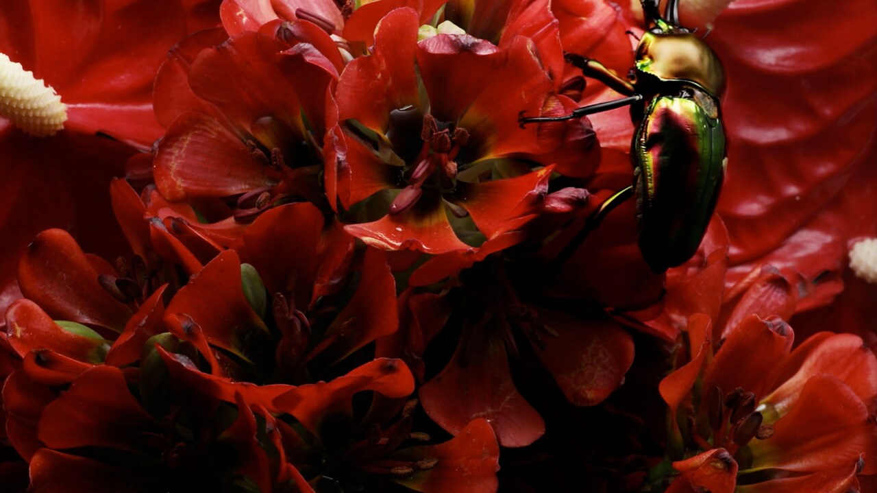 world's end girlfriend、downy青木が参加した新曲公開