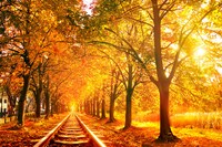 光のけやきトンネル