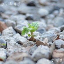 有安杏果「小さな勇気」ジャケット