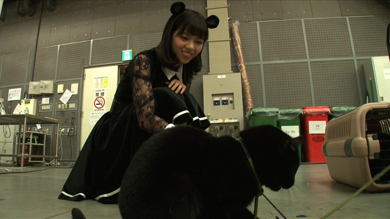 猫と戯れる西野七瀬。 - 乃木坂46メンバーがCMで“マウスダンス”、齋藤