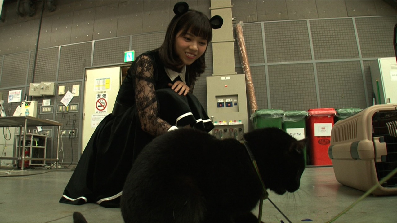 猫と戯れる西野七瀬。