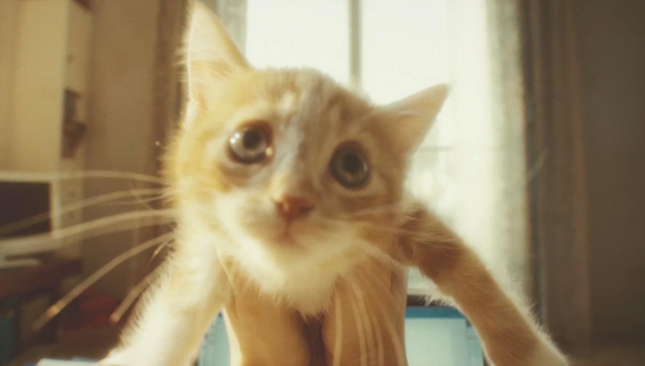 「GRAVITY CAT / 重力的眩暈子猫編」のワンシーン。