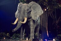 森の仲間のゾウ、ラグーン。（撮影：アミタマリ）