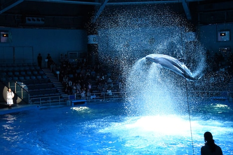 ドルフィンパフォーマンスの様子。