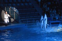 miwaの近くを泳ぐイルカたち。