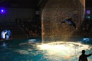 ドルフィンパフォーマンスの様子。