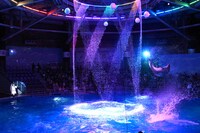 ドルフィンパフォーマンスの様子。