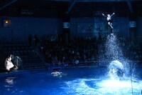 ドルフィンパフォーマンスの様子。