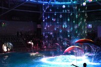 ドルフィンパフォーマンスの様子。