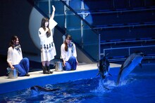 miwaの指示で飛び出すイルカたち。