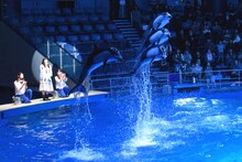 miwaの指示でジャンプするイルカたち。