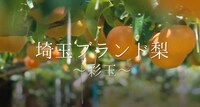「埼玉ブランド農産物PR映像」のワンシーン。