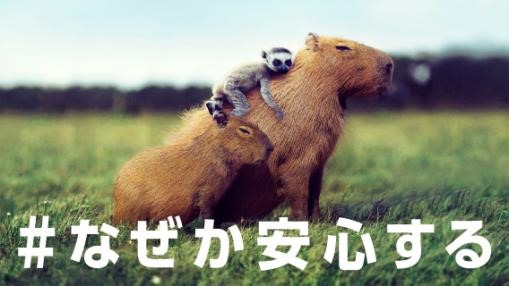 動画「#なぜか安心する『カピまる(*´ω`*)劇場』」のワンシーン。